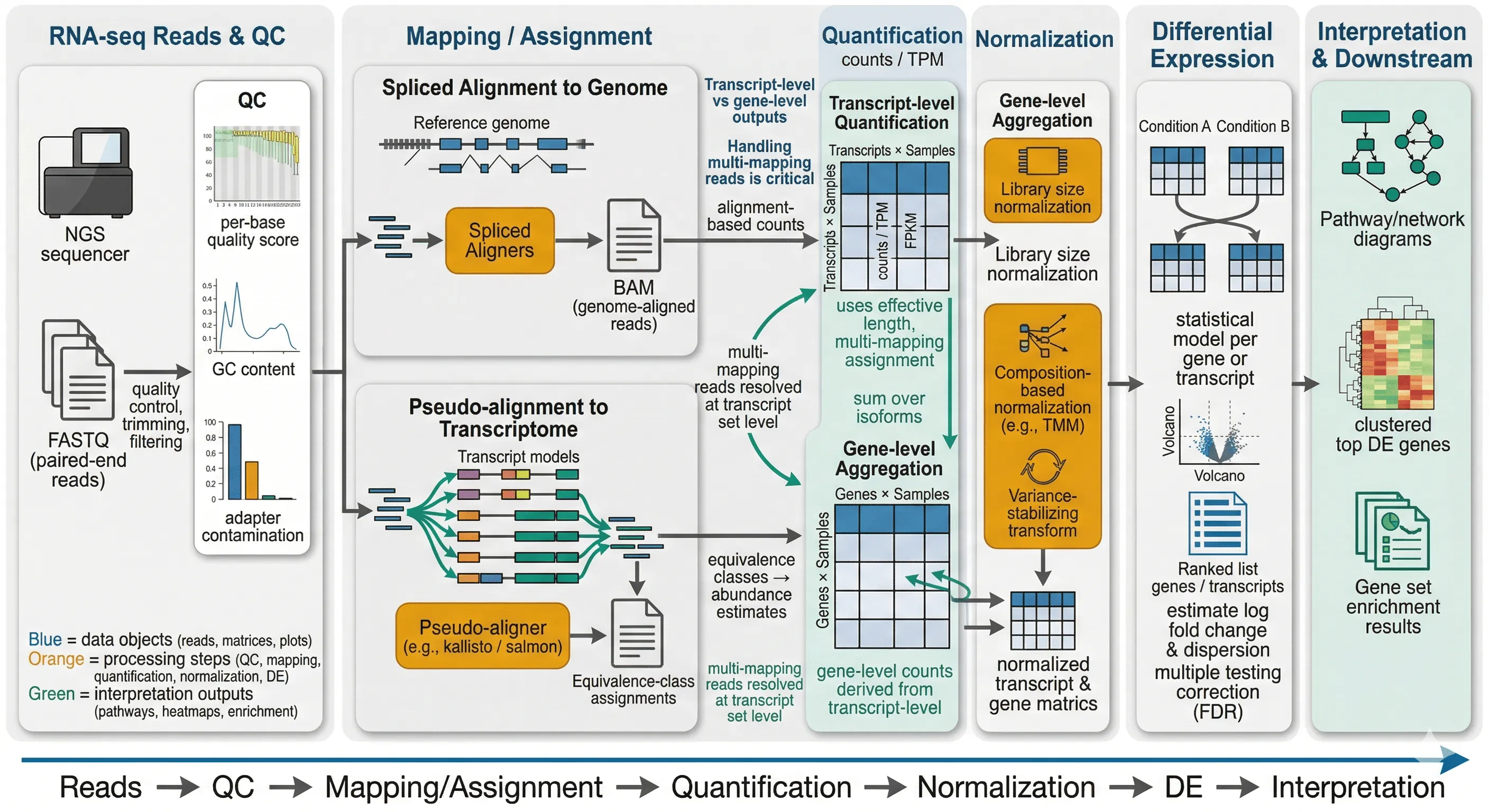 RNA-seq workflow from reads and QC through alignment or pseudo-alignment, quantification, normalization, and differential expression
